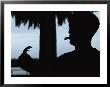 A Cigar-Smoking Cuban Man In Silhouette Holds A Baby Crocodile by Steve Winter Limited Edition Print