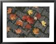 Red Maple Leaves Lie On A Brick Walkway by Vlad Kharitonov Limited Edition Print