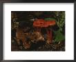 A Cluster Of Vibrant Red Mushrooms Brighten Up The Forest Floor by Bates Littlehales Limited Edition Pricing Art Print