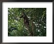 A Turkish Woman With A Sickle In Her Hand Climbs Out Onto A Tree Limb by Randy Olson Limited Edition Print