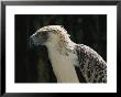 Close View Of A Rare Philippine Eagle by Tim Laman Limited Edition Print
