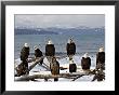 Bald Eagles In Winter, Homer, Alaska by Charles Sleicher Limited Edition Print