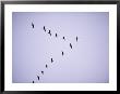 Canada Geese Flying In Formation by Joel Sartore Limited Edition Print