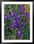 Purple Iris by Michele Westmorland Limited Edition Print