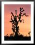 Joshua Tree At Sunset In Joshua Tree National Park, California, Usa by Steve Kazlowski Limited Edition Pricing Art Print