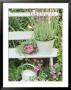 Lavandula Angustifolia Munstead In Bucket On Bench Impatiens, Watering Can Wimbledon 1994 by Lynne Brotchie Limited Edition Pricing Art Print