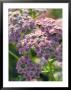 Achillea (Rougham Salmon), Lilac Sunlit Flowers by Mark Bolton Limited Edition Print
