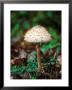 Shaggy Parasol, Autumn by David Boag Limited Edition Print