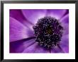 Anenome Coronaria (Crown Anemone) Extreme Close-Up Of Purple Flower by James Guilliam Limited Edition Print