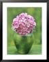 Hydrangea Macrophylla, Single Flower Arrangement In A Green Vase by Ron Evans Limited Edition Print