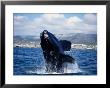 Southern Right Whale, Breaching, S Africa by Gerard Soury Limited Edition Print