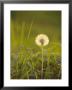Dandelion In Evening Light, Scotland by Iain Sarjeant Limited Edition Pricing Art Print
