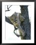 Mountain Lion In Tree, Mexico by Patricio Robles Gil Limited Edition Pricing Art Print