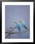 Blue And Yellow Macaw, Upper Tambopata River, Peruvian Amazon by Mark Jones Limited Edition Print