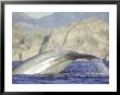 Blue Whale, Fluking, Sea Of Cortez by Mark Jones Limited Edition Print