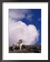 Dall Sheep, Ovis Dalli, Denali National Park, Ak by Mark Newman Limited Edition Print