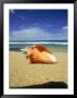 Seashell On Beach, Tobago, Caribbean by Terry Why Limited Edition Pricing Art Print