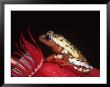 African Reed Frog On Flower, Tanzania by Marian Bacon Limited Edition Print