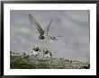 Swallow, Adult Flying With Chicks Perched, Scotland by Mark Hamblin Limited Edition Print