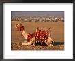 Camel Near Pyramids Of Giza, Cairo, Egypt by Pat Canova Limited Edition Print