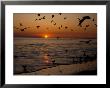 Birds Flying At Sunset by Robert Marien Limited Edition Print