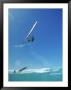 Airborne Wind Surfer by Douglas Hollenbeck Limited Edition Pricing Art Print