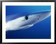 Head Of Blue Shark, Prionace Glauca, Ca Chan Island by Wayne Brown Limited Edition Pricing Art Print