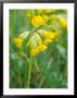 Cowslip, Primula Veris by David Boag Limited Edition Print