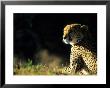 Cheetah, Phinda Resource Reserve, South Africa by Roger De La Harpe Limited Edition Print