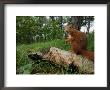 Red Squirrel, Sitting, Lancashire, Uk by Elliott Neep Limited Edition Print