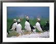 Puffin, Displaying, Farne Islands, Northumberland by David Tipling Limited Edition Pricing Art Print