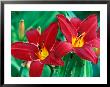 Hemerocallis Chicago Aztec, Close-Up Of Red Flower Heads by Lynn Keddie Limited Edition Pricing Art Print