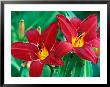 Hemerocallis Chicago Aztec, Close-Up Of Red Flower Heads by Lynn Keddie Limited Edition Print