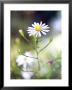 Aster Azureus Close-Up Of White Flower Picton Gardens September by Lynn Keddie Limited Edition Print