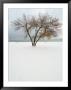 Tree And Snow by Dennis Macdonald Limited Edition Print