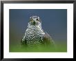 Goshawk, Close-Up Of Adult, Scotland by Mark Hamblin Limited Edition Pricing Art Print