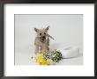 Terrier, Puppy With Flowers by David M. Dennis Limited Edition Print
