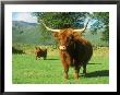 Scottish Highland Cattle, Western Scottish Highlands by David Boag Limited Edition Print