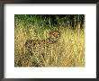 Cheetah, Cub, South Africa by David Tipling Limited Edition Print