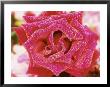 Rosa Zephirine Drouhin (Bourbon Rose), Deep Pink Flower With Dew by Linda Burgess Limited Edition Print