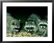 Raccoons, Feeding, Usa by Frank Schneidermeyer Limited Edition Print