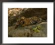 Bengal Tiger, 11 Month Old Cub Licking Paw, Madhya Pradesh, India by Elliott Neep Limited Edition Print