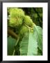 Castanea Sativa (Spanish Chestnut) by Mark Bolton Limited Edition Pricing Art Print