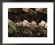 Bunches Of Asparagus At An Open-Air Vegetable Market by Todd Gipstein Limited Edition Print