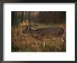 A 8-Point White-Tailed Deer Buck by Raymond Gehman Limited Edition Print