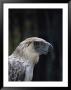 Close View Of The Head And Bill Of A Rare Philippine Eagle by Tim Laman Limited Edition Pricing Art Print