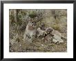 Mountain Lion Nurses Her Eight-Week-Old Kittens by Jim And Jamie Dutcher Limited Edition Pricing Art Print