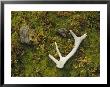 Elk Antler And Moss, Yellowstone National Park, Wyoming by Raymond Gehman Limited Edition Print