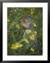 A Columbia Ground Squirrel (Spermophilus Columbianus) Feeds On Wildflowers In A N Alpine Meadow by Michael S. Quinton Limited Edition Print