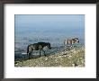 A Mare Follows Her Colt Along The Edge Of An Overlook by Chris Johns Limited Edition Print